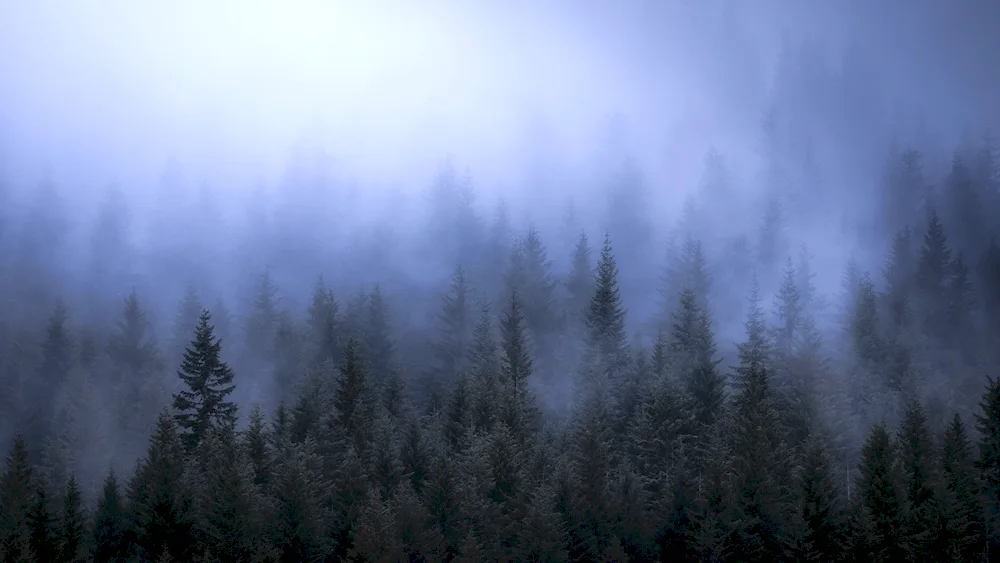 Foggy forest in fog