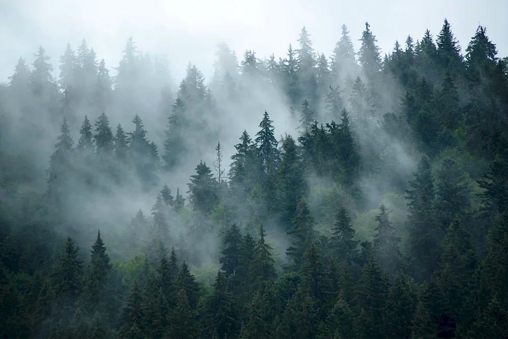 Forest in the fog