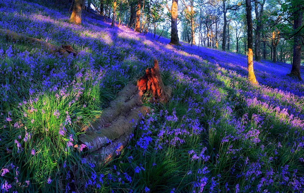 Les Heather. Scottish brook