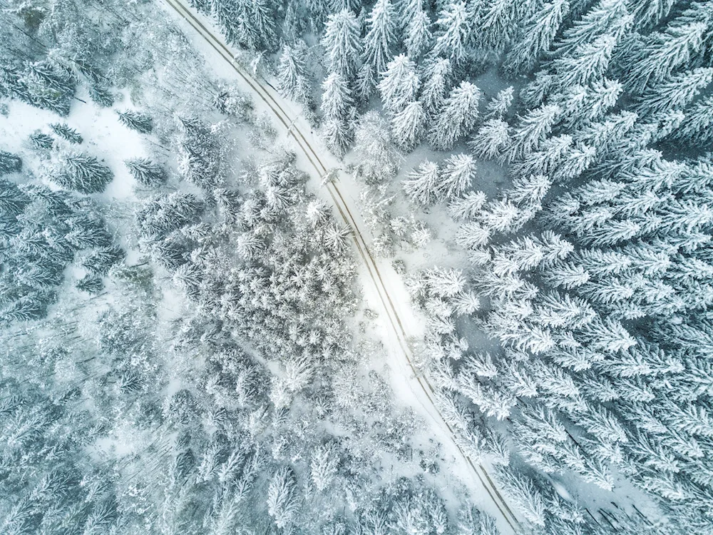 Forest view from above