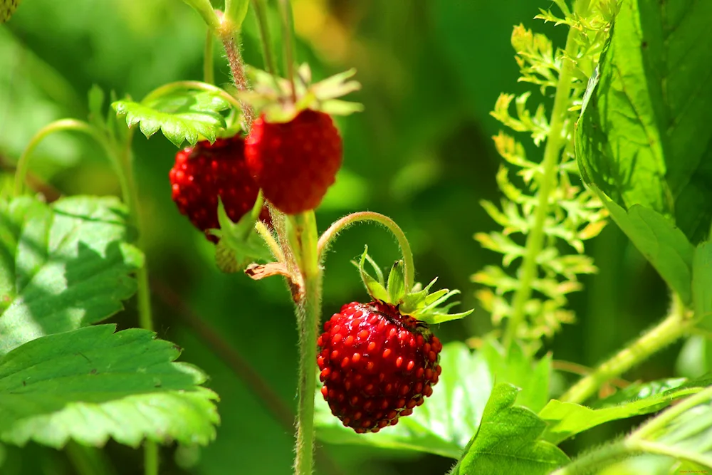 Forest strawberries and strawberries