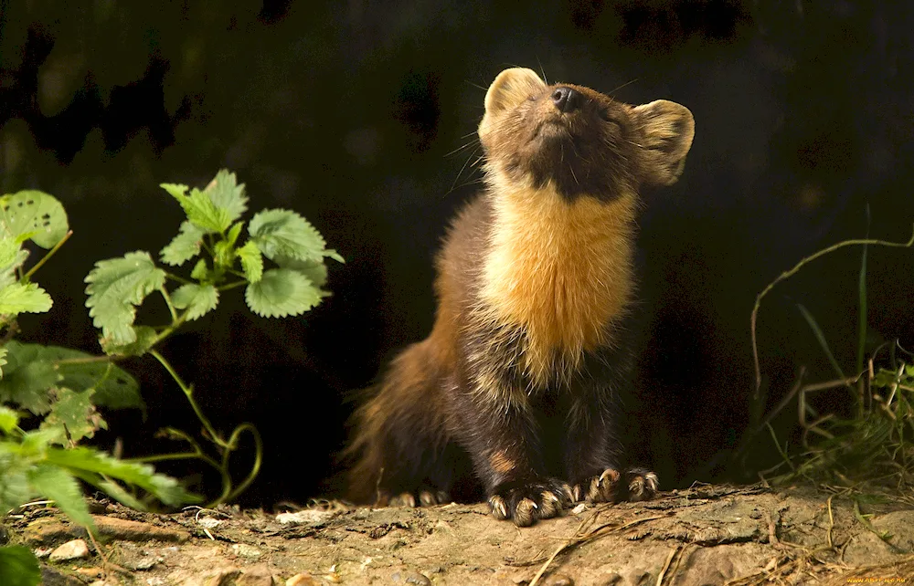 Forest marten