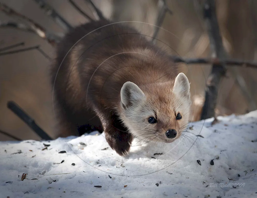 Forest marten