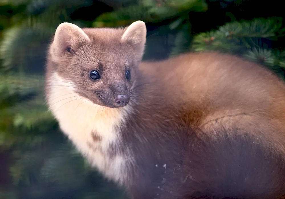 Forest marten