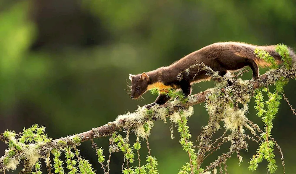 Forest marten