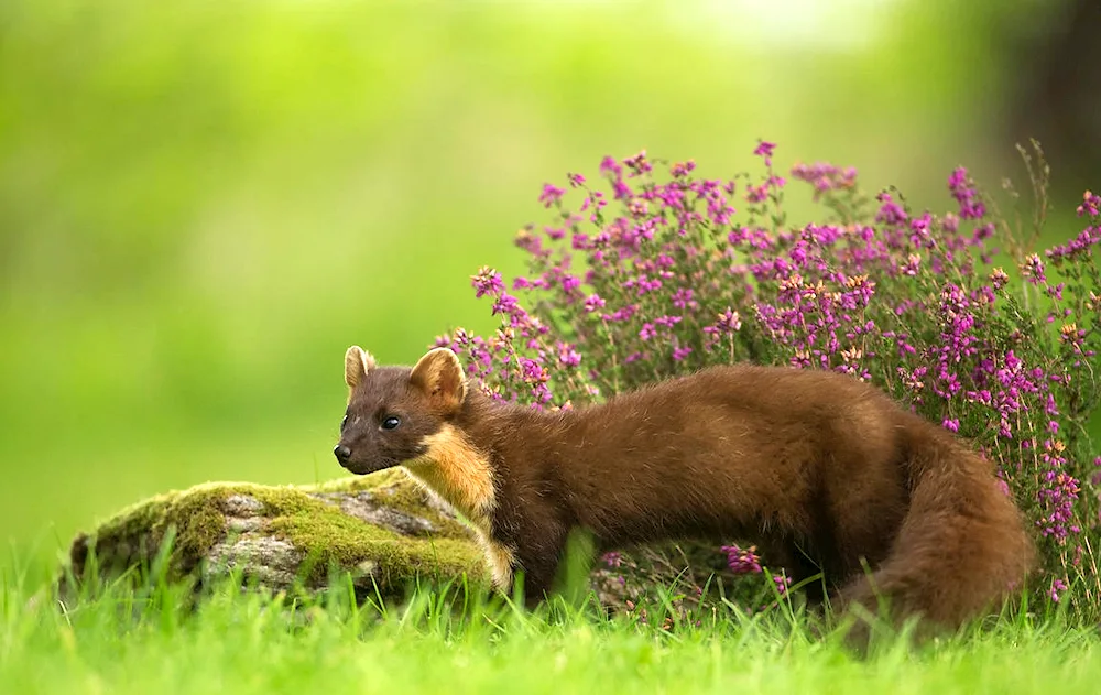 Forest marten