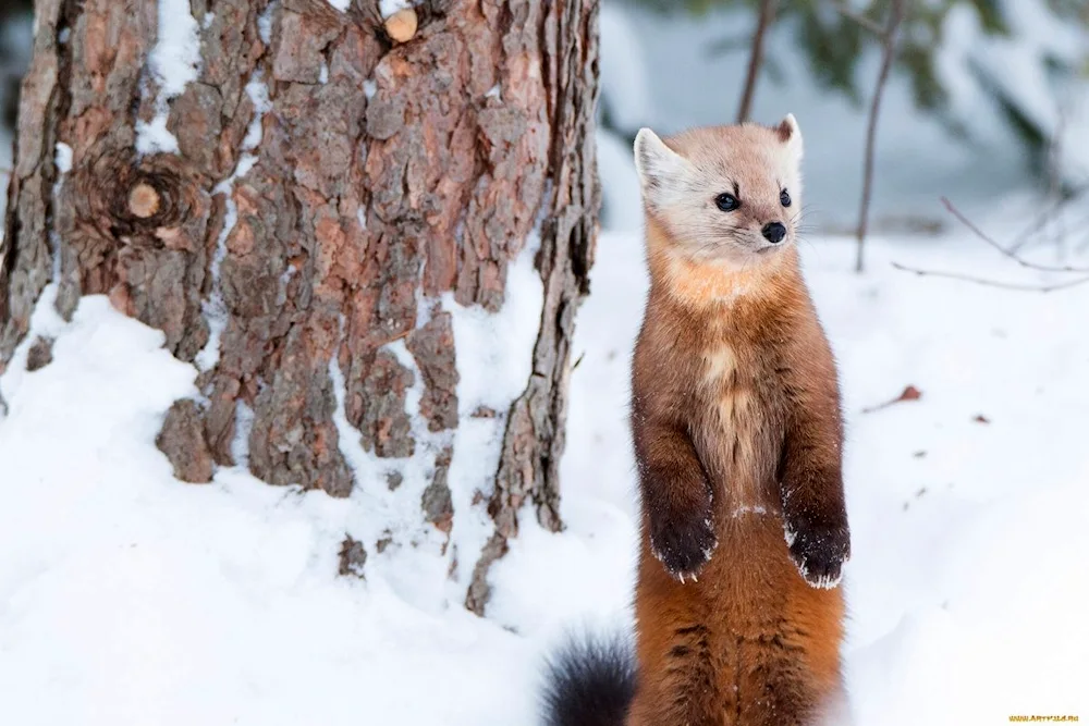 Forest marten