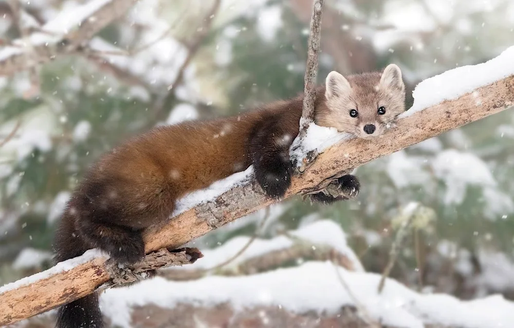 Forest marten