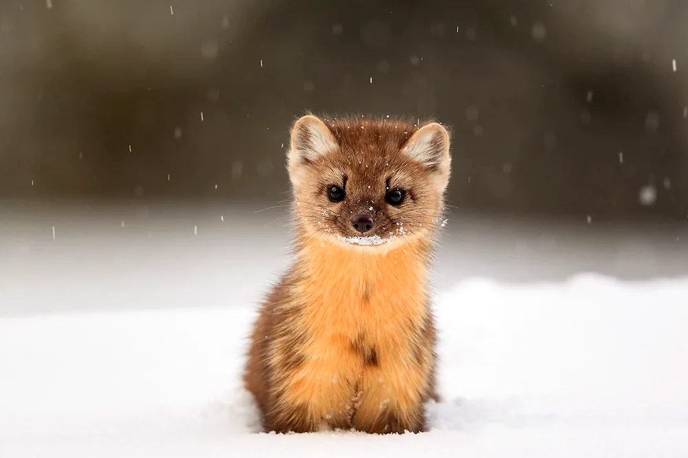 Forest marten martes martes