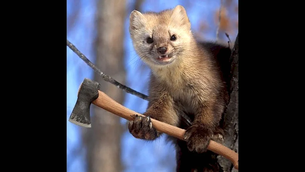 Forest marten martes