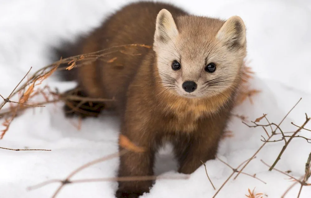 Forest marten martes