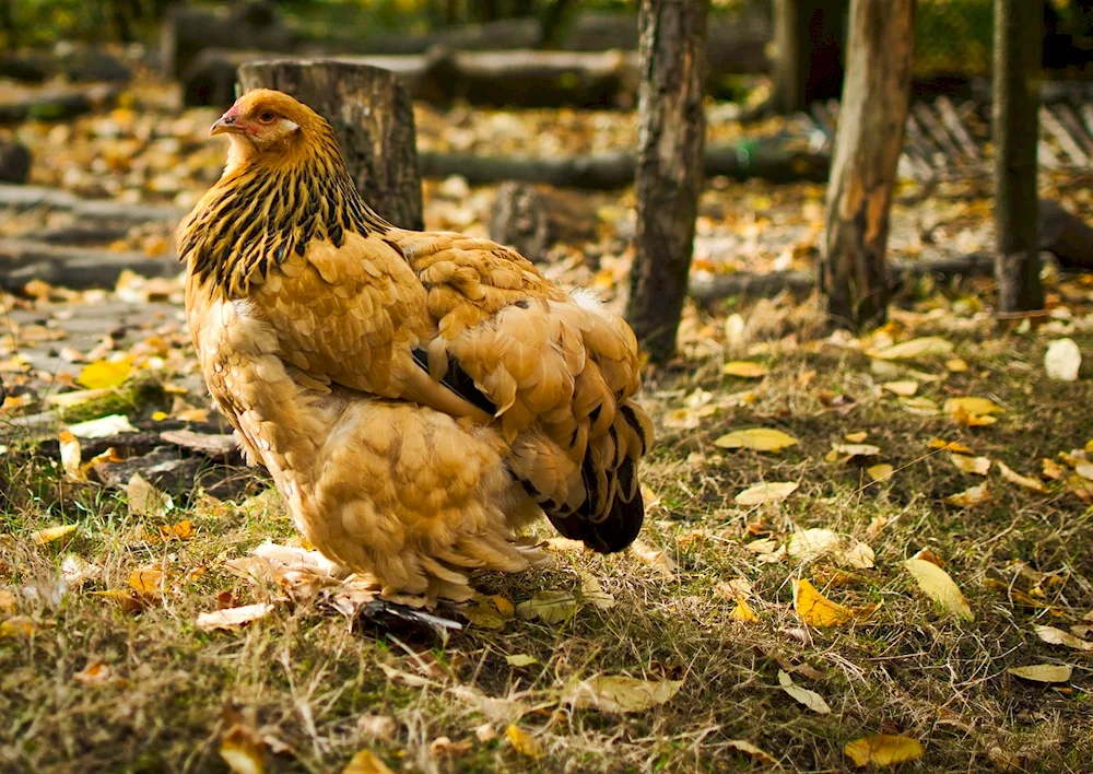 Forest hen