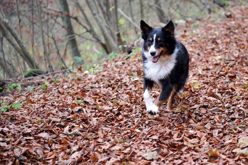 Border collie