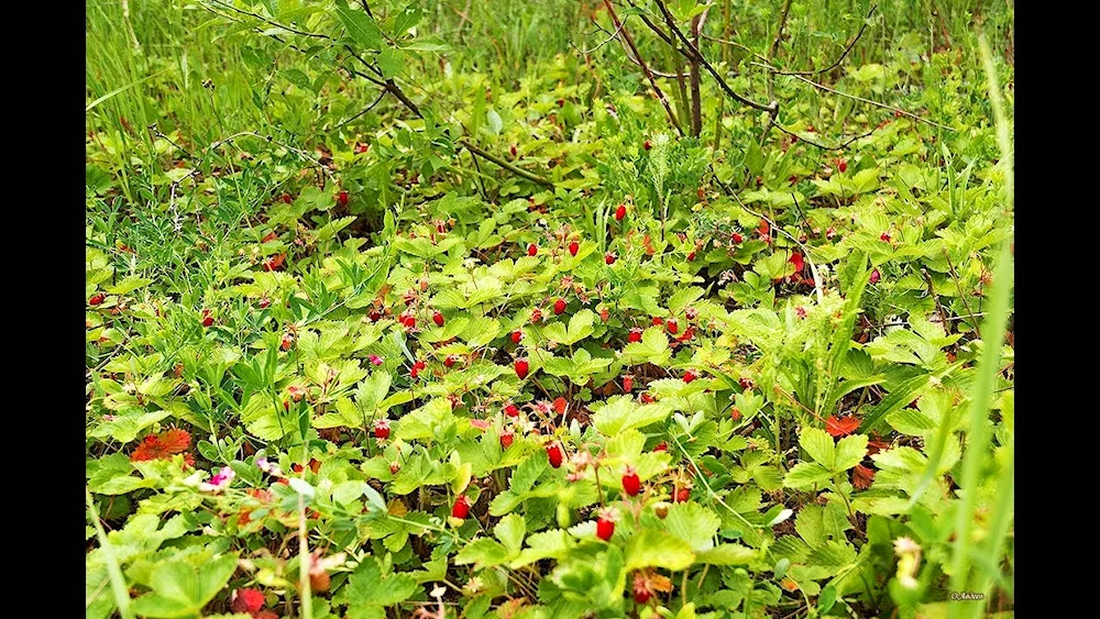 Forest strawberry Glade