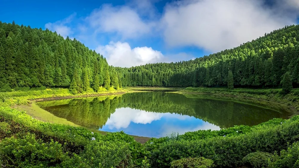 Forest Lake Forest Lake