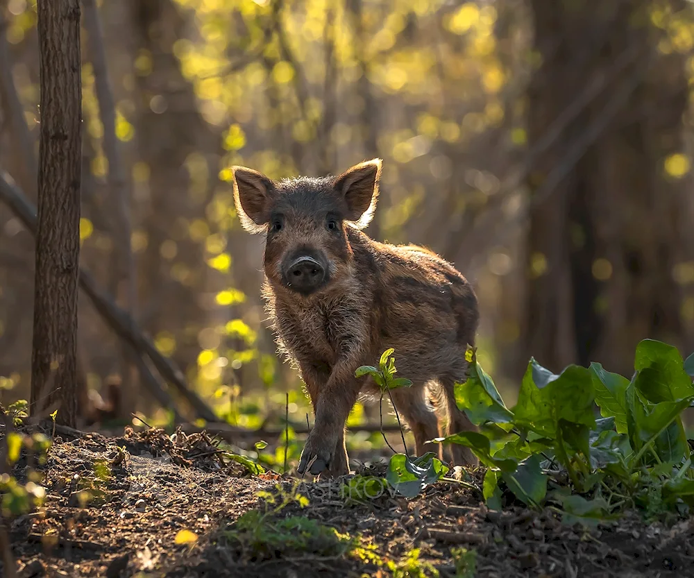 Wild boar cubs