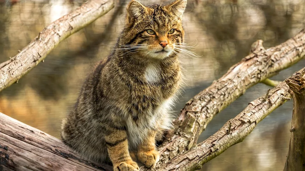 European Forest cat reed cat