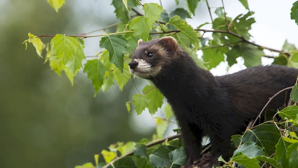 Marten weasel ermine