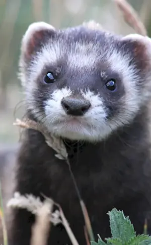 Forest Ferret Kunya