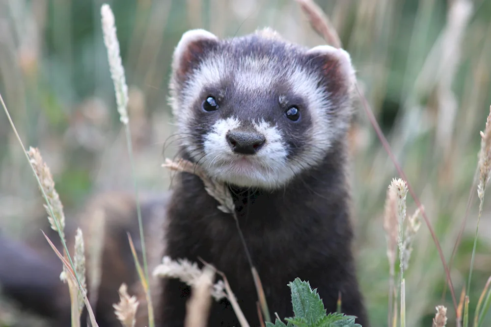 Forest Ferret Kunya