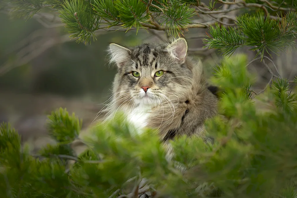 Siberian Forest Cat Felis silvestris