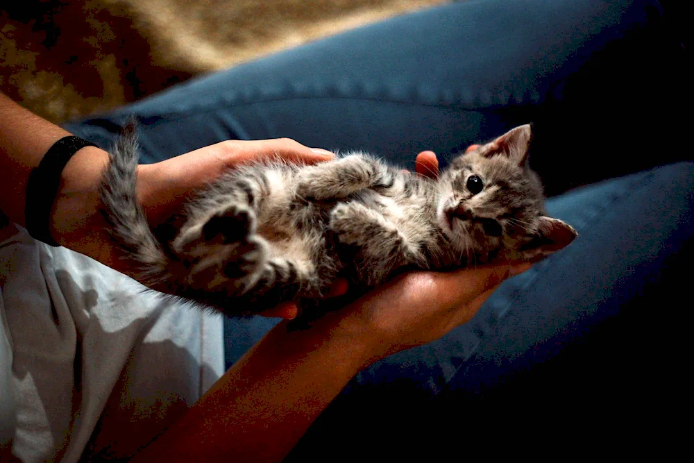 Forest cat kittens