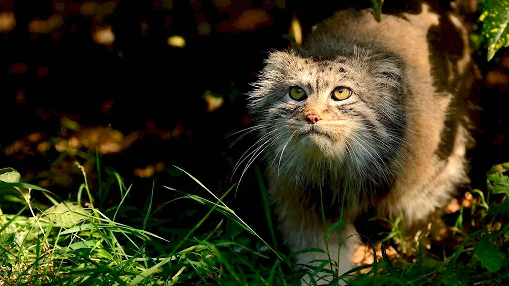 Forest cat Manul