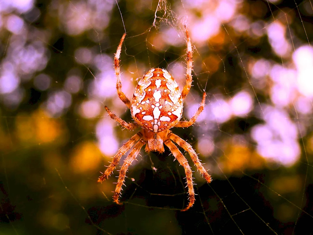 Rockhopper tarantula