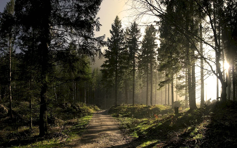 The forest landscape