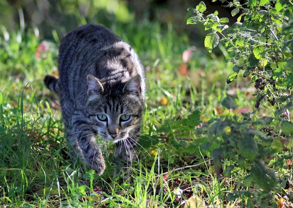 Forest Striped Cat