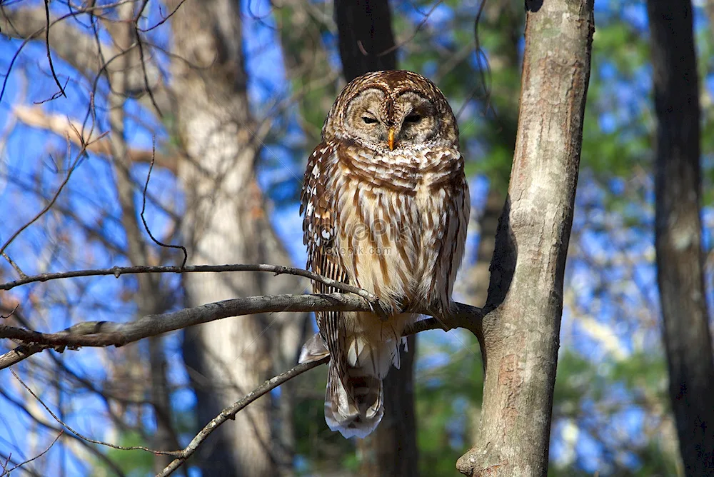 The owl sleeps