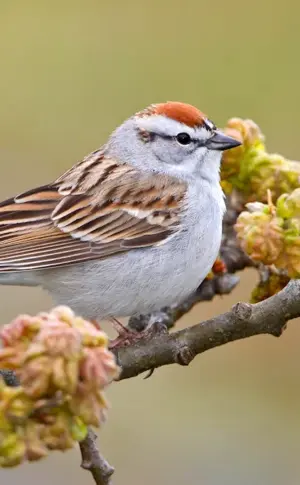 Forest Sparrow