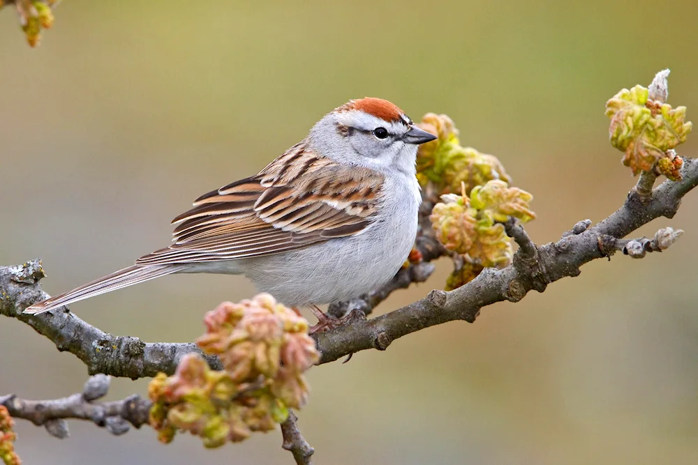 Forest Sparrow