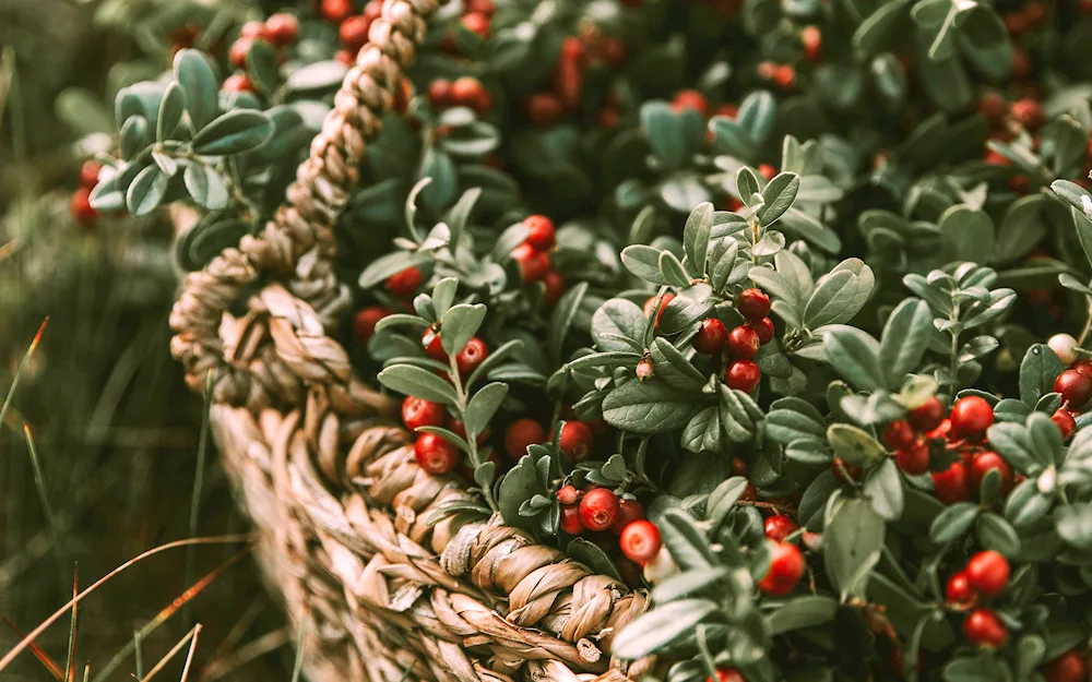 Forest berries lingonberries