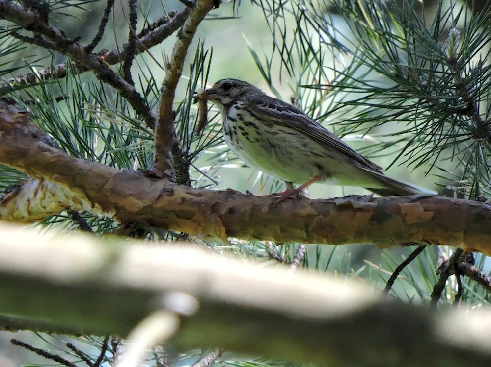 Birds of Siberia