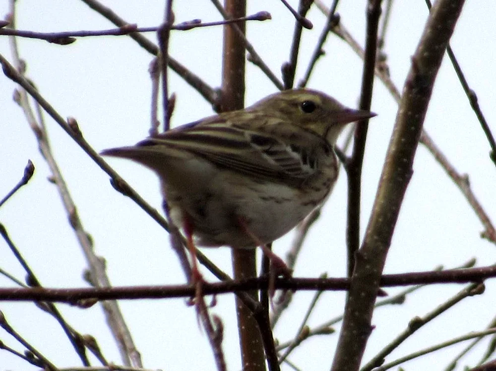 Forest birds of the Altai Territory