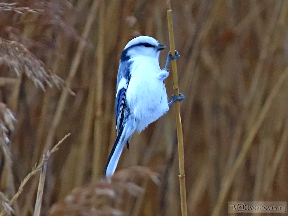 Woodland birds of the Tver region