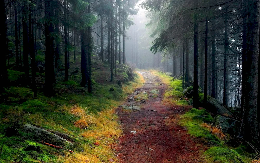 Woods trails in the Black Forest