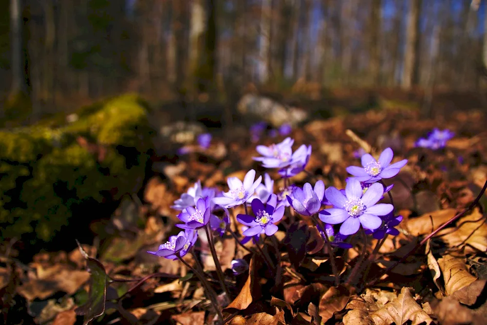 Spring flowers flowers