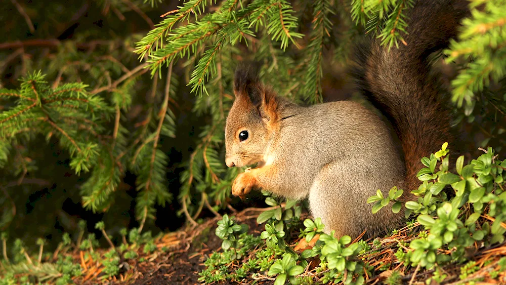 Squirrel on white background