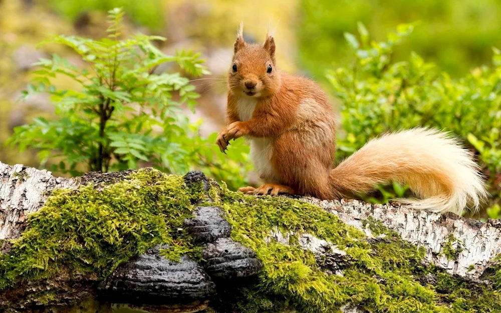 Squirrel with baby squirrels