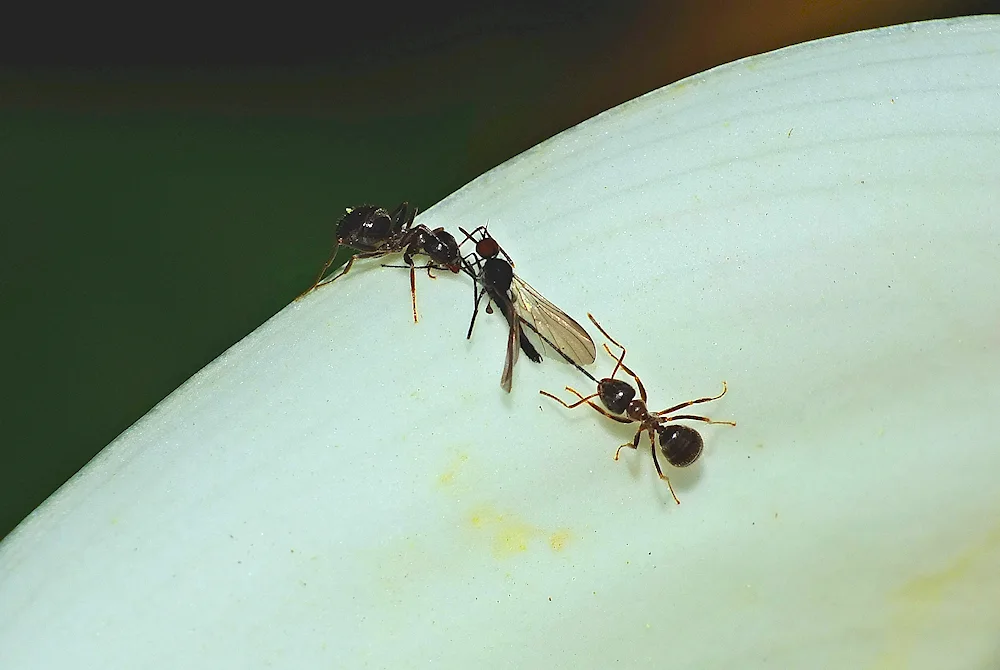 Small winged ants. insects