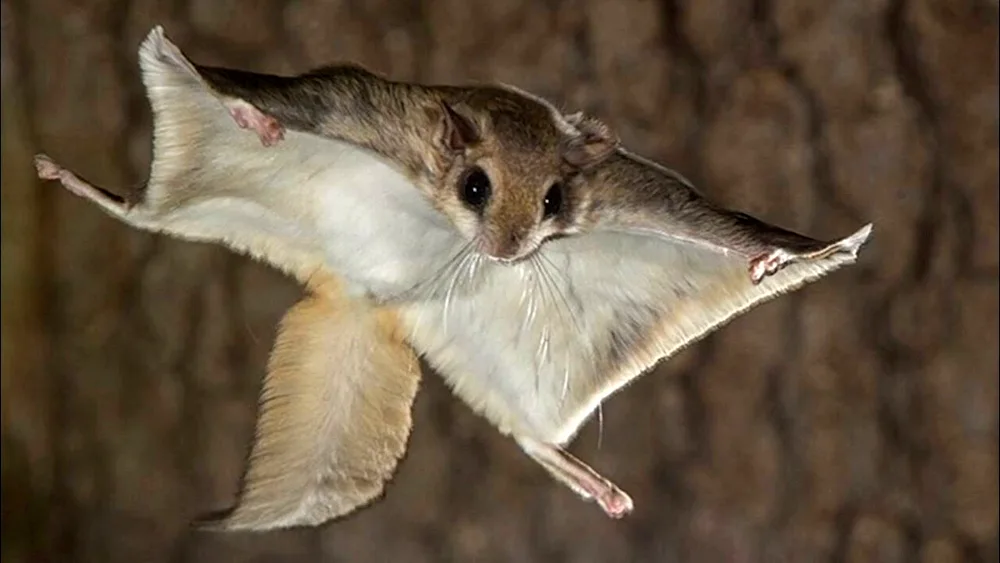 Flying squirrel