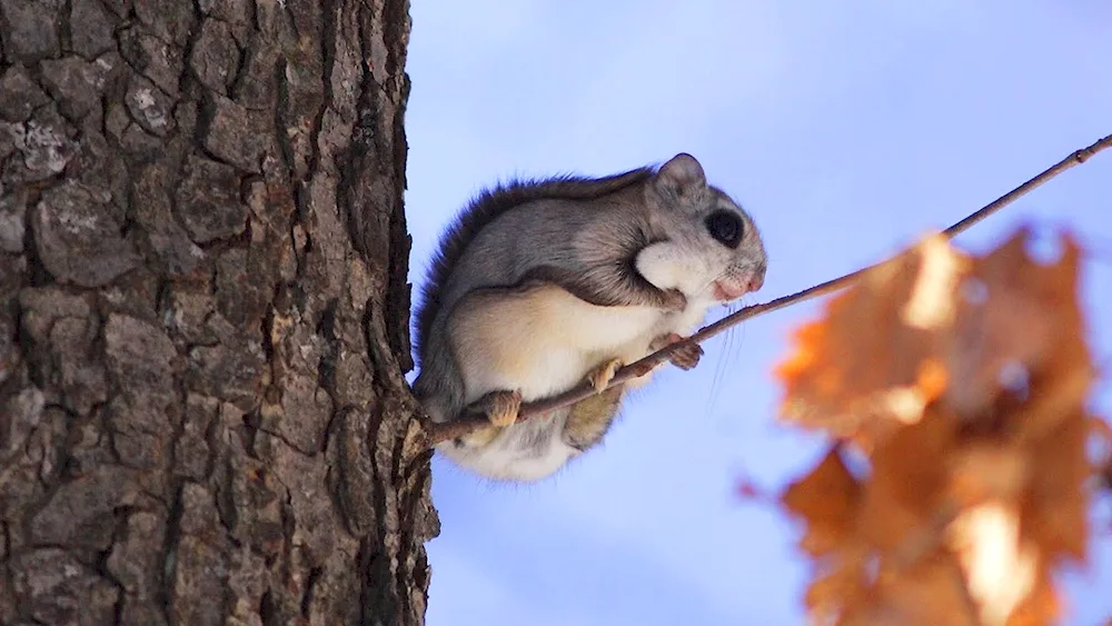 Momonga flying squirrel