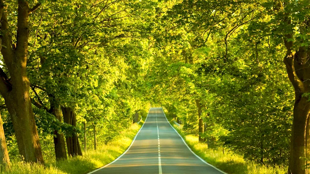 Carolina road