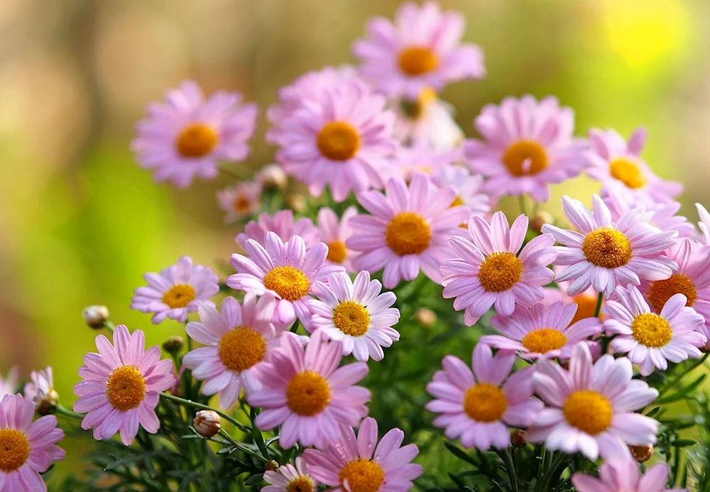 Chamomile background