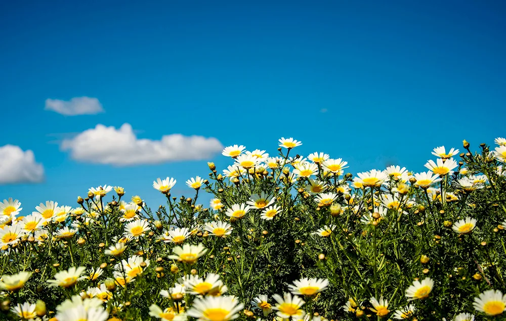 Chamomile Field