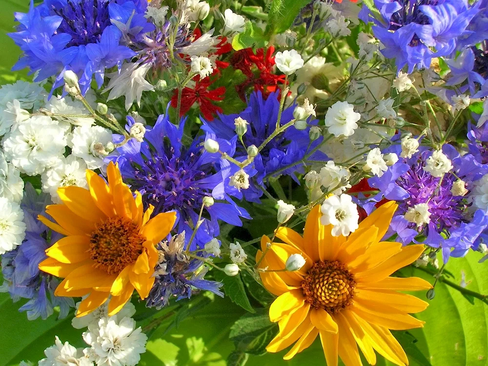 Summer flowers