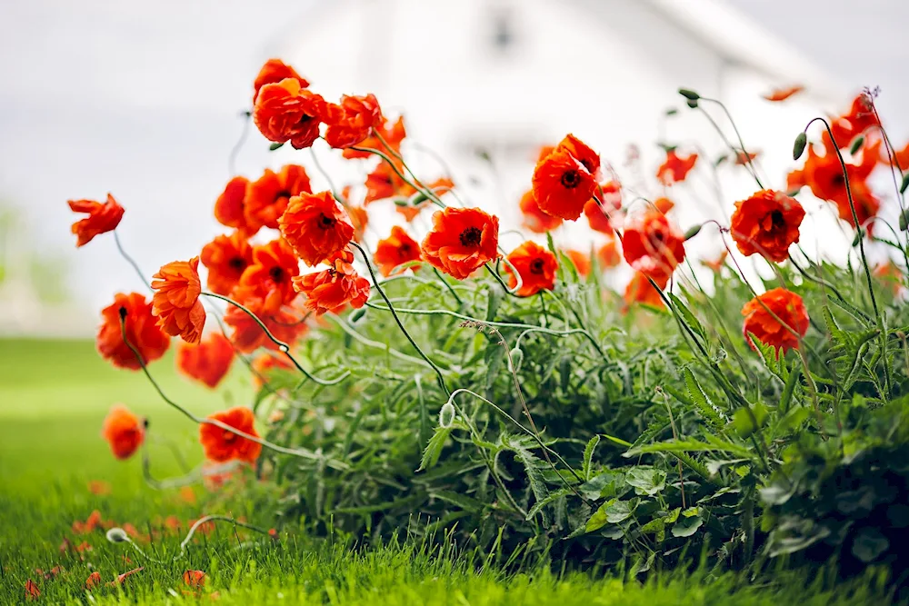 Summer flowers