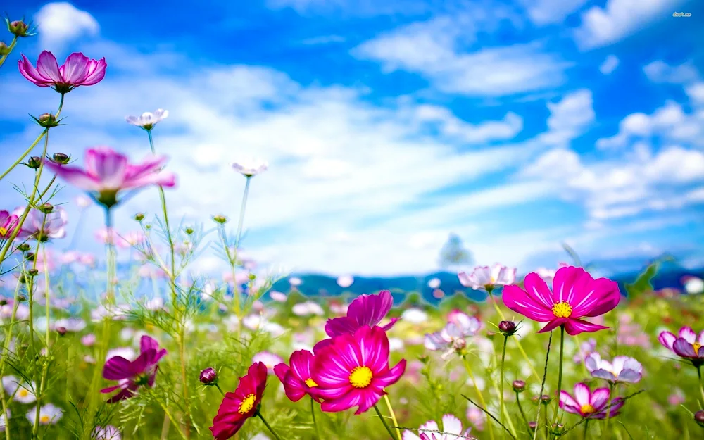 Flowers on a branch